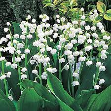 Lily Of The Valley Lily Of The Valley Flowers Shade Perennials Shade Plants
