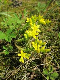 Lo schiavone vicequestore dei gialli; Sedum Borracina Erba Risetta Erba Pignola Ambiente E Biodiversita