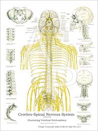 spinal nerves and subluxations poster