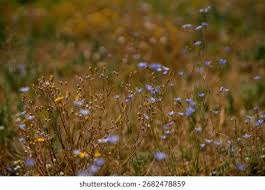 Image result for Wahlenbergia undulata