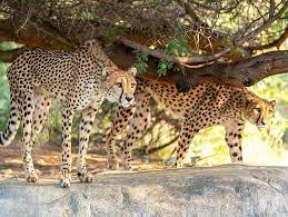 The Living Desert Zoo And Gardens Wonderfully Wild Giraffe Habitat Pet Safety Animal Hospital