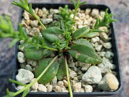 Image result for Aeollanthus subacaulis