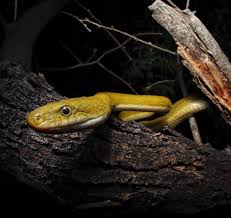 Image result for Triaspis