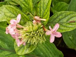 Image result for x Ruttyruspolia 'Phyllis van Heerden'