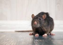 When you have a pest infestation, you need an expert pest control service that responds quickly to your needs with methods that are environmentally safe. Pest Treatments Southern New Jersey Safeguard Termite Pest Control