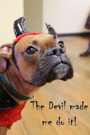 From buying your puppy to budgeting for those important essentials, we look at the true cost of bringing home a boxer dog. Halloween Event Green Acres Boxer Rescue Of Wisconsin Boxer Rescue Boxer Puppies Boxer Dogs