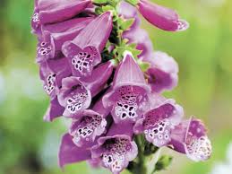 Joan kept a diary of her _ through europe. Foxgloves Are Excellent Cut Flowers That Last A Long Time In A Vase Cape Gazette