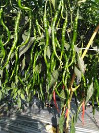 Kutu kebul (bemisia tabaci genn.) merupakan serangga vektor untuk penyakit kuning atau virus gemini. Penyebab Daun Cabe Menjadi Kuning Dan Rontok Berguguran Tips Petani