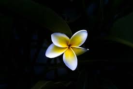 For the rest of us, it's best to keep this one as a houseplant where you can control the conditions better. 7 Iconic Hawaiian Plants That Will Put Hawaii On Your Mind