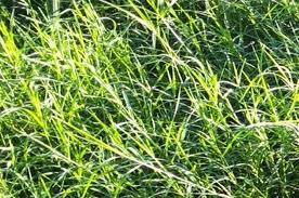 Sering Dijadikan Pakan Kambing Siapa Sangka Tanaman Ini Miliki 7 Manfaat Kesehatan Luar Biasa Semua Halaman Grid Id