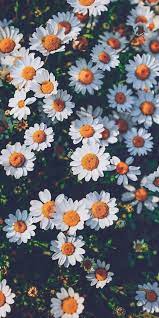 Pin De Elena Alcon En Nature Fondos Whatsapp Fondos De Pantalla Girasoles Fondos De Pantalla Cielo