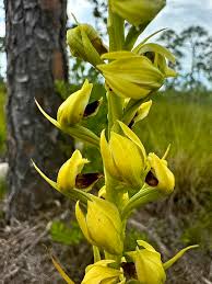 Image result for Orthochilus ruwenzoriensis