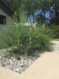Maybe you would like to learn more about one of these? Water Wise Landscapes Blend Style Sustainability