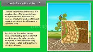 However, the majority of water is absorbed by root hairs. How Do Plants Absorb Water Youtube