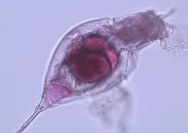 Image result for Thecacoris trichogyne