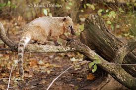 The pacific temperate rain forests in western north america (southeastern alaska to central california), the valdivian and magellanic temperate rainforests of southwestern south america (southern chile and adjacent argentina. Rain Forest Animals Of The Amazon