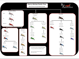 Shrimp Cross Breeding Chart Neocaridina Tree Dwarf Shrimp