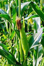 Your biggest pest may be an animal. Gardenzeus Soil And Fertilization Tips For Growing Corn In California