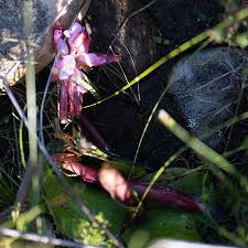 Image result for Satyrium confusum