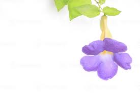 Image result for Thunbergia battiscombei