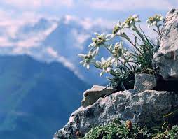 Leontopodium Palibinianum Runolist Edelweiss Alpine Flowers Outdoor Area