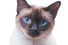 Siamese Cat Colors Chart | Fascinating Facts | Siamese of Day