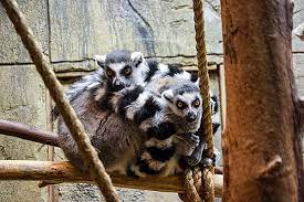 Smoky mountain attractions sevierville attractions. Rainforest Adventures Discovery Zoo In Sevierville Tn