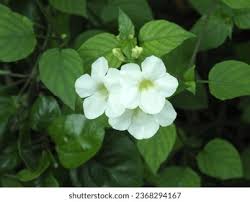 Image result for Asystasia vogeliana