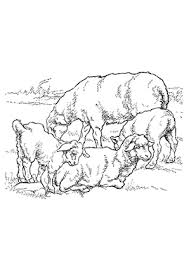 Ausmalbild Schafe Auf Dem Feld Zum Ausdrucken