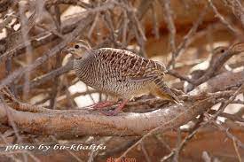 Check more flip ebooks related to fazza magazine | second edition ar of. Ø·Ø§Ø¦Ø± Ø§Ù„ØµÙØ±Ø¯ Ø´Ø¨ÙƒØ© Ø§Ù„Ø¨Ø±Ø§Ø±ÙŠ