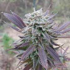 Another explanation might be that purple haze is lsd, because the sandoz company sold it in purple capsules. Purple Haze Auto From Seeds66