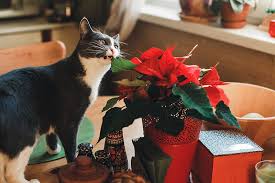 We did not find results for: Are Poinsettia Plants Poisonous Gardener S Path