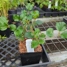 Image result for Syringa meyeri ´Palibin