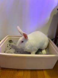 If she urinates in a corner of the cage not containing the box, move the box to that corner. My Bunny Has Decided To Re Litter Train Herself To The Cat Litter Box Is This A Problem Rabbits