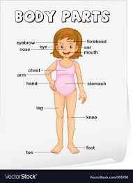 Examples, as well as exercises, are included. Pin On Human Anatomy Drawing