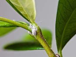 We did not find results for: How To Get Rid Of Mealybugs Naturally