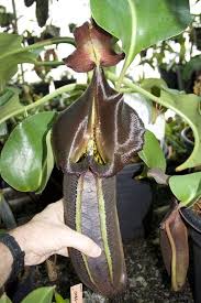 Black And White Images Of Pitcher Plant A Garden S Chronicle Nepenthes Robcantleyi Aka Nepenthes Black Truncata Carnivorous Plants Strange Flowers Unusual Flowers