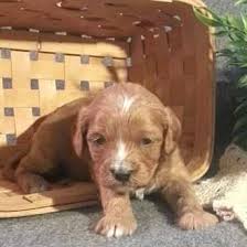 Find a cavapoo puppy from reputable breeders near you and nationwide. Cavapoo Puppy For Sale In Gap Pa Adn 63701 On Puppyfinder Com Gender Male Age 3 Weeks Old Cavapoo Puppies For Sale Cavapoo Puppies Puppies For Sale
