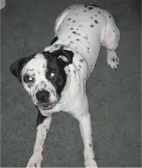 Black And White Boxer Bulldog Mix Bullmatian Bulldog Dalmation Mix Dogs Dalmatian Mix Boxer Dogs