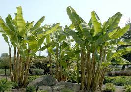 How to care for red banana plant. Banana Plant At Portland Nursery And Garden Center