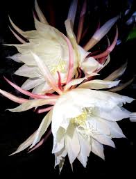 Cacti Species The Beauty Of The Queen Of The Night Beauty Cacti Night Queen Species Night Garden Cactus Cactus Plants