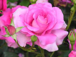 Good morning images with flowers hd download. Flower Wallpaper Download Rose