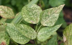 Image result for spotted spider mite