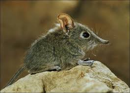 Humans, by contrast, stand to benefit from properties of shrew venom. Shrew 15 Surprising Facts How To Get Rid Of Them Pest Wiki