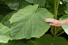 Image result for Cuviera tomentosa