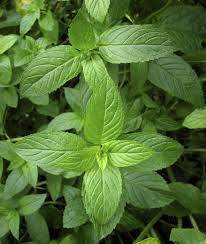 Peppermint Plant Uses Peppermint Plants Insect Repellent Plants Mint Plants