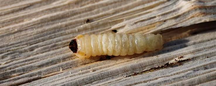 Woodworm - What Are Woodworms and What Do They Look Like