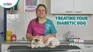 Diabetes In Dogs Pdsa