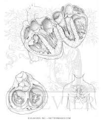 May 31, 2021 · an anatomy coloring page can cover any anatomical structure but is especially useful for getting to grips with more complex structures like the brain or the heart. Welcome To Netter Images
