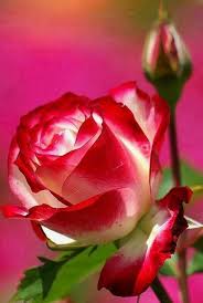 Bildergebnis für rose